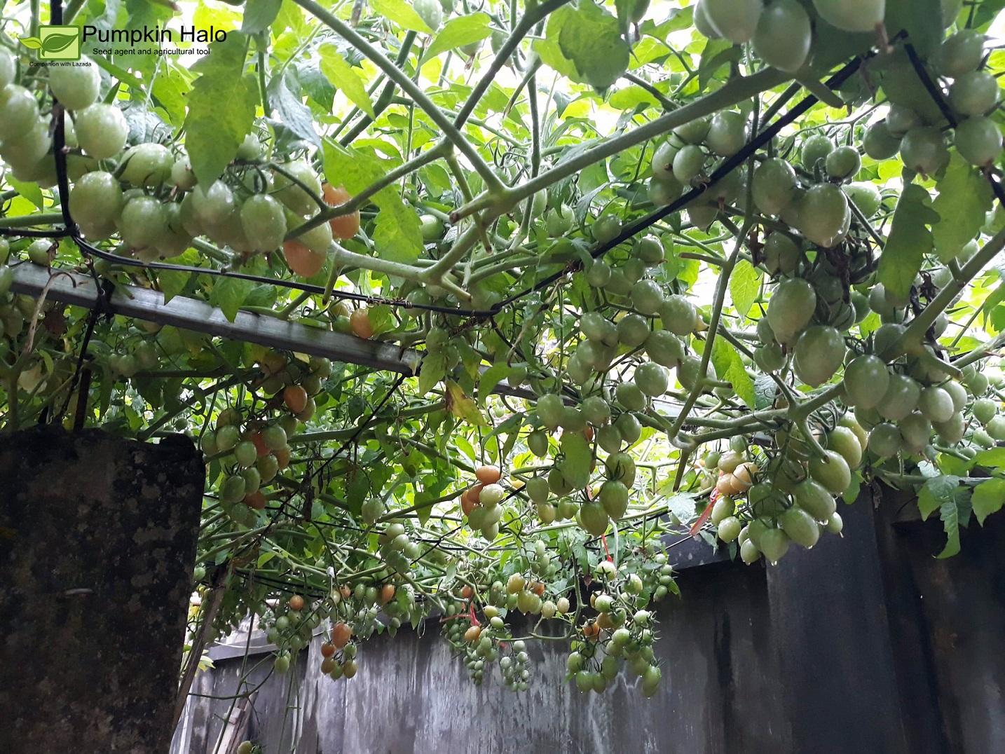 [HCM]CÀ CHUA LEO GIÀN THÁI LAN- GÓI 4 HẠT .