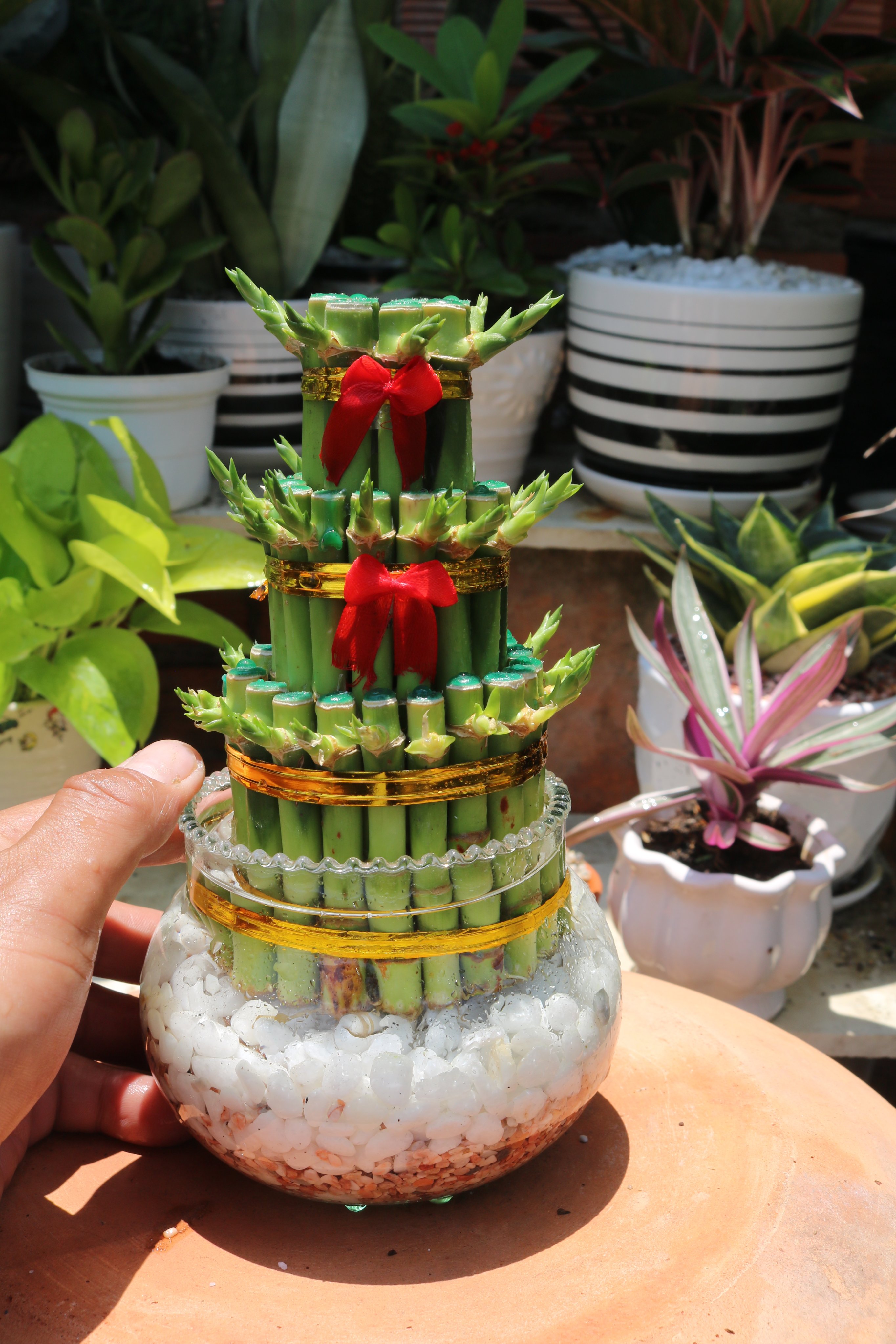 Chậu thuỷ tinh cây Phát Tài 3 Tầng