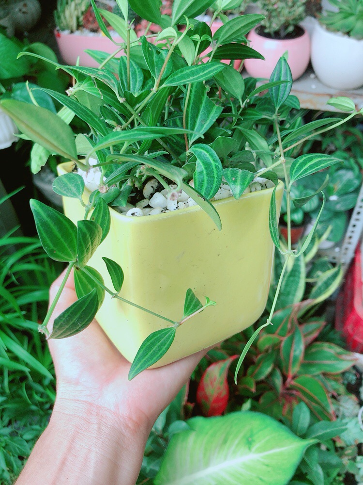 [HCM]Chậu Cây Bình An Xanh