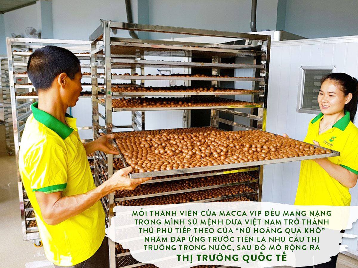 Box 180g macadamia nut Daklak - MaccaVIP (natural crack, size 22-30mm)
