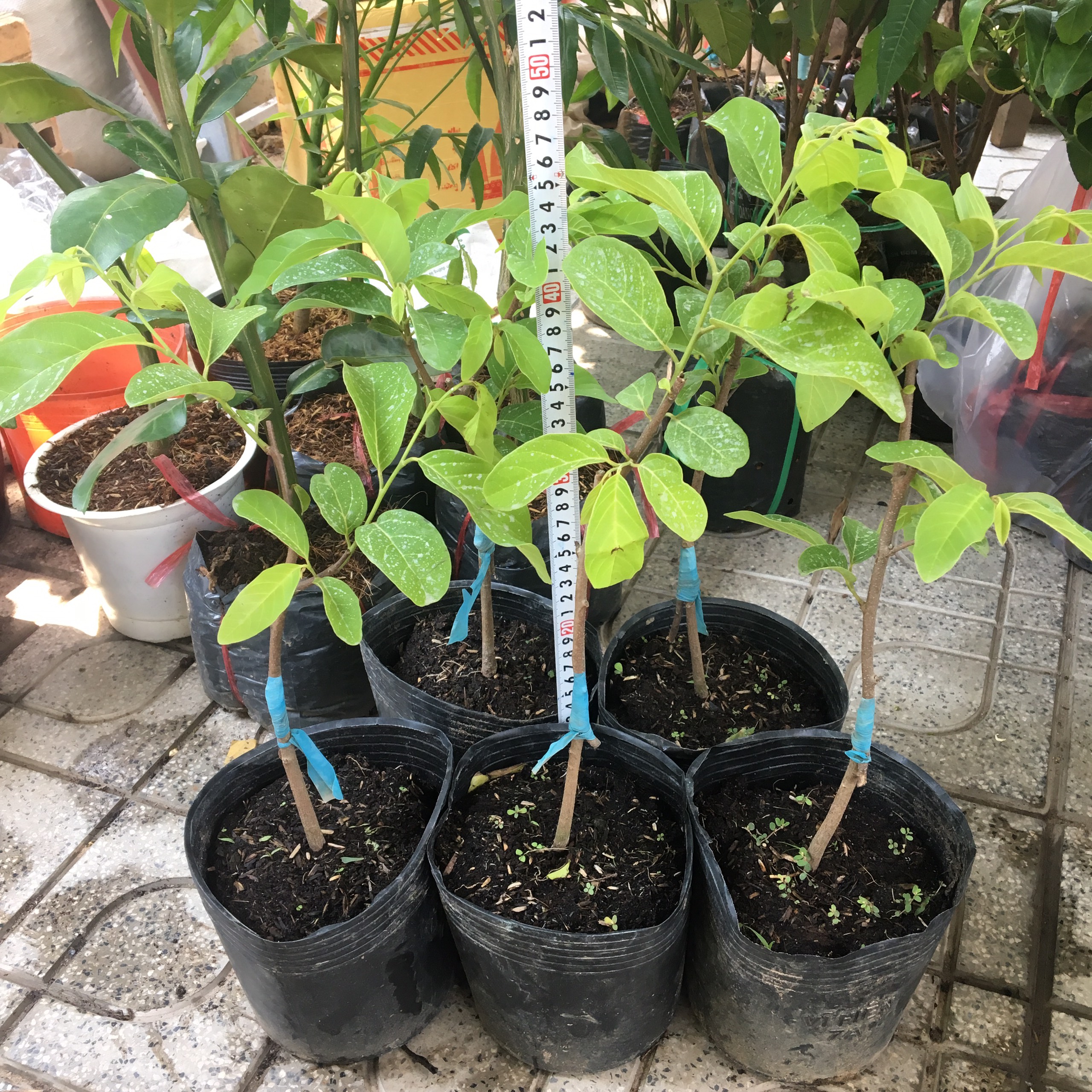 Cây na giống, có ảnh thật