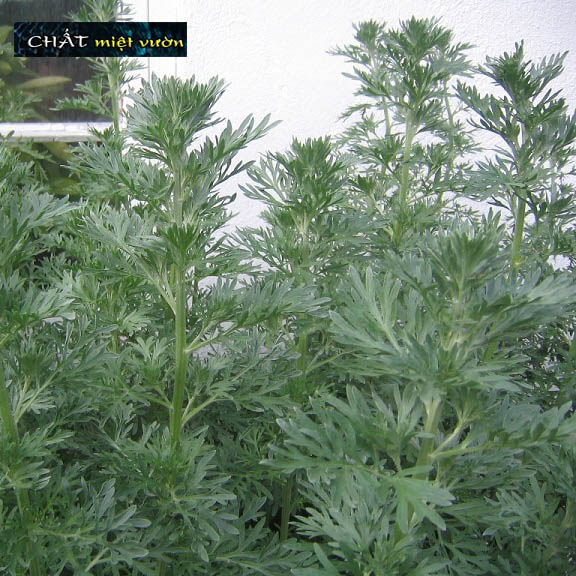 Cây giống ngải cứu - Cây thuốc nam (cây cao 20-35cm như hình)