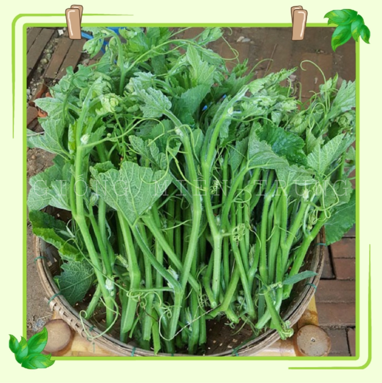 10GR_HẠT GIỐNG BÍ SIÊU NGỌN (MAU THU HOẠCH)