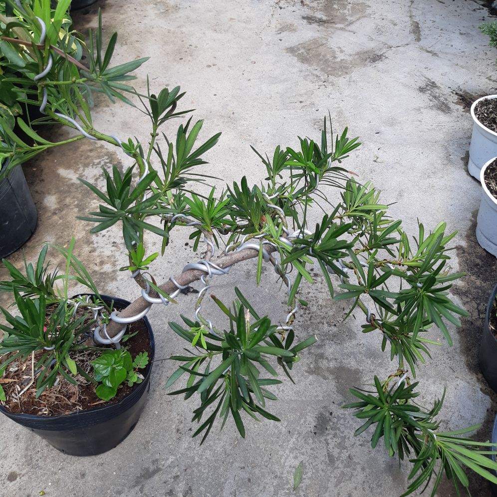 tùng lá hán bonsai cao 50 ~70cm
