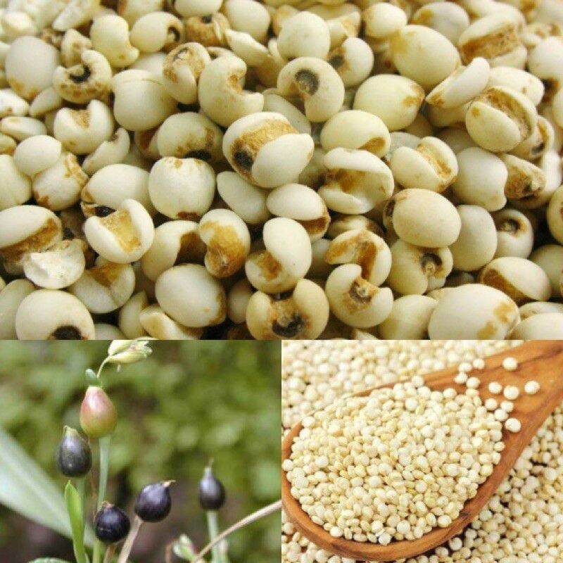Hạt bobo trắng 500gr đã tách vỏ( hạt ý dĩ )