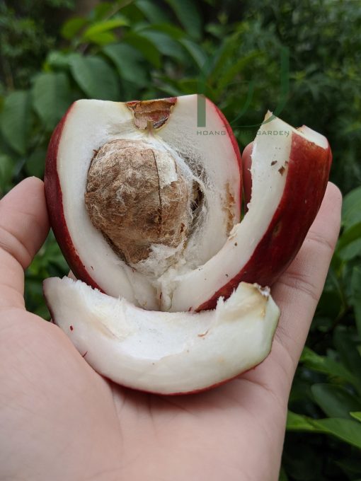 Cây Mận Điều Đỏ