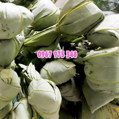 Trà ướp sen tây hồ đặc biệt 5 bông/ 10 bông - trà sen tươi ướp xổi hảo hạng