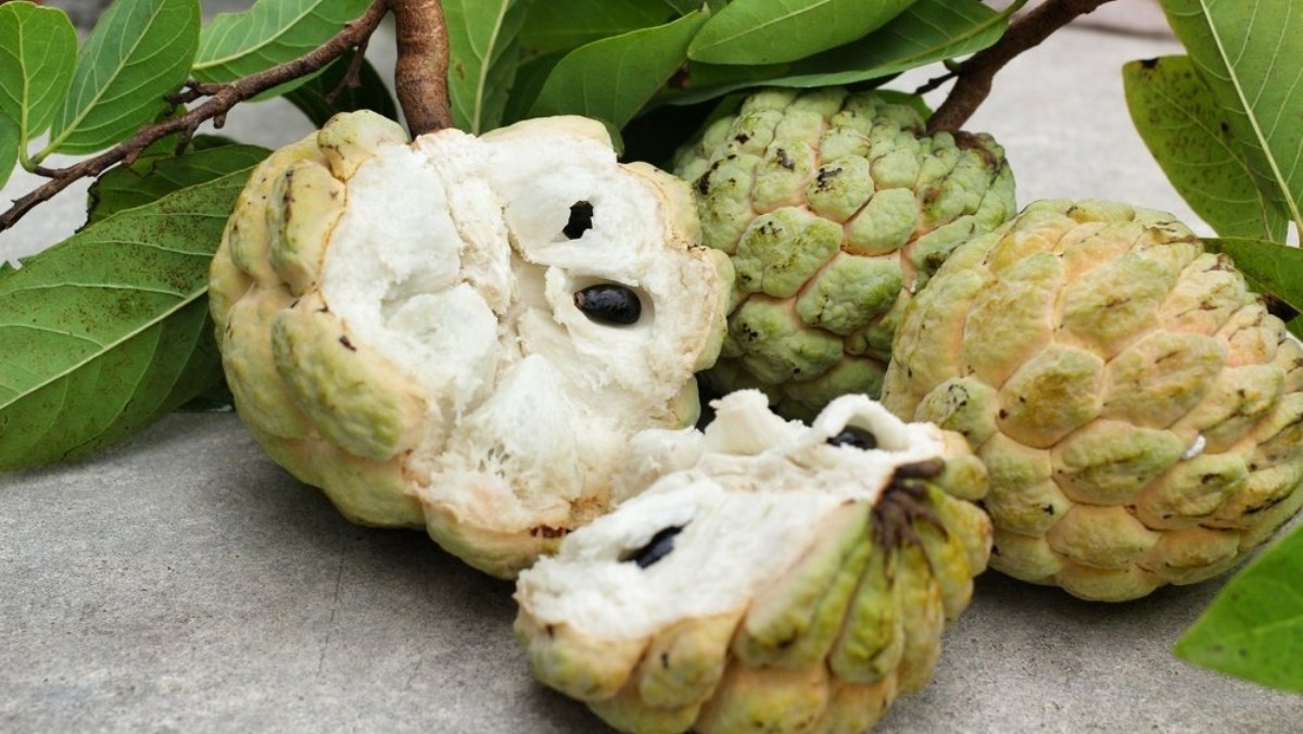 Hạt giống na dai Lạng Sơn( Mãng Cầu)(1gói 10 hạt)