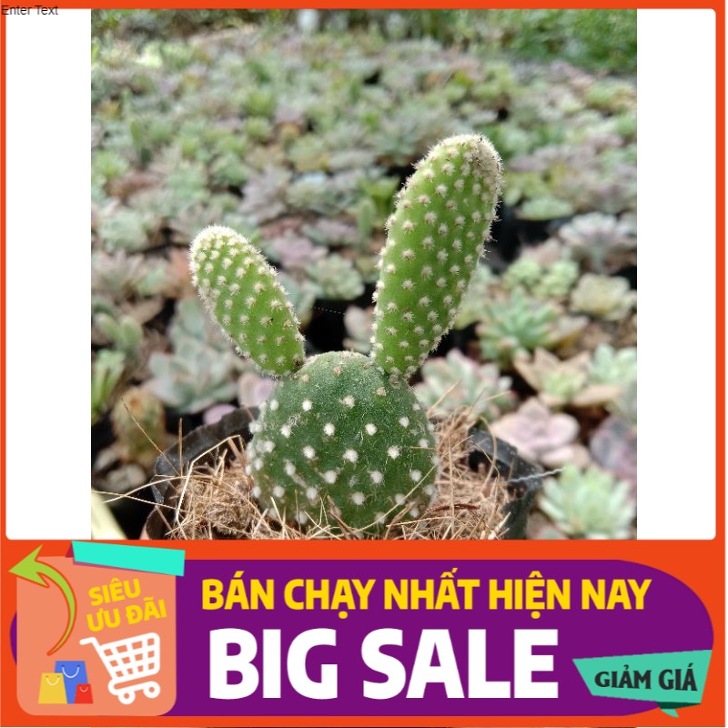 Xương Rồng Tai Thỏ Mini, Xuất Xứ Đà Lạt, Lỗi 1 Đổi 1 💪