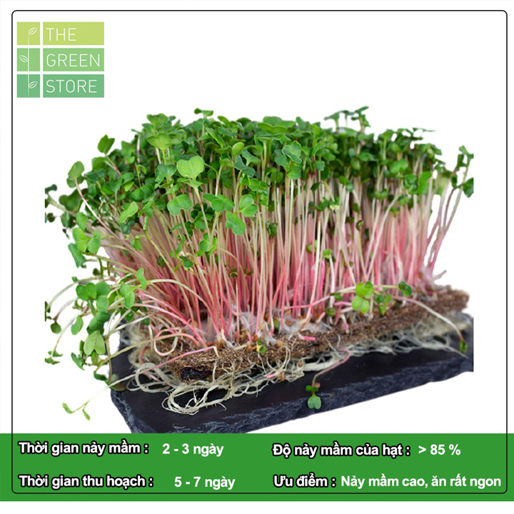 Hạt giống rau mầm củ cải đỏ 100g