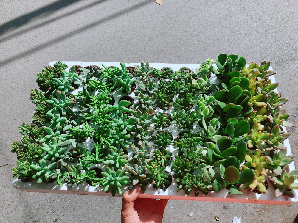 Combo 12 Cây Sen Đá 70k (có 24 loại)