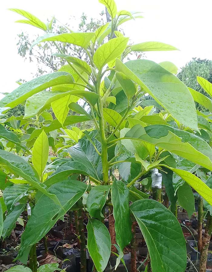 Cây giống bơ 034