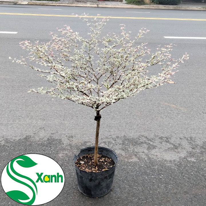 Cây Bàng Cẩm Thạch Đài Loan