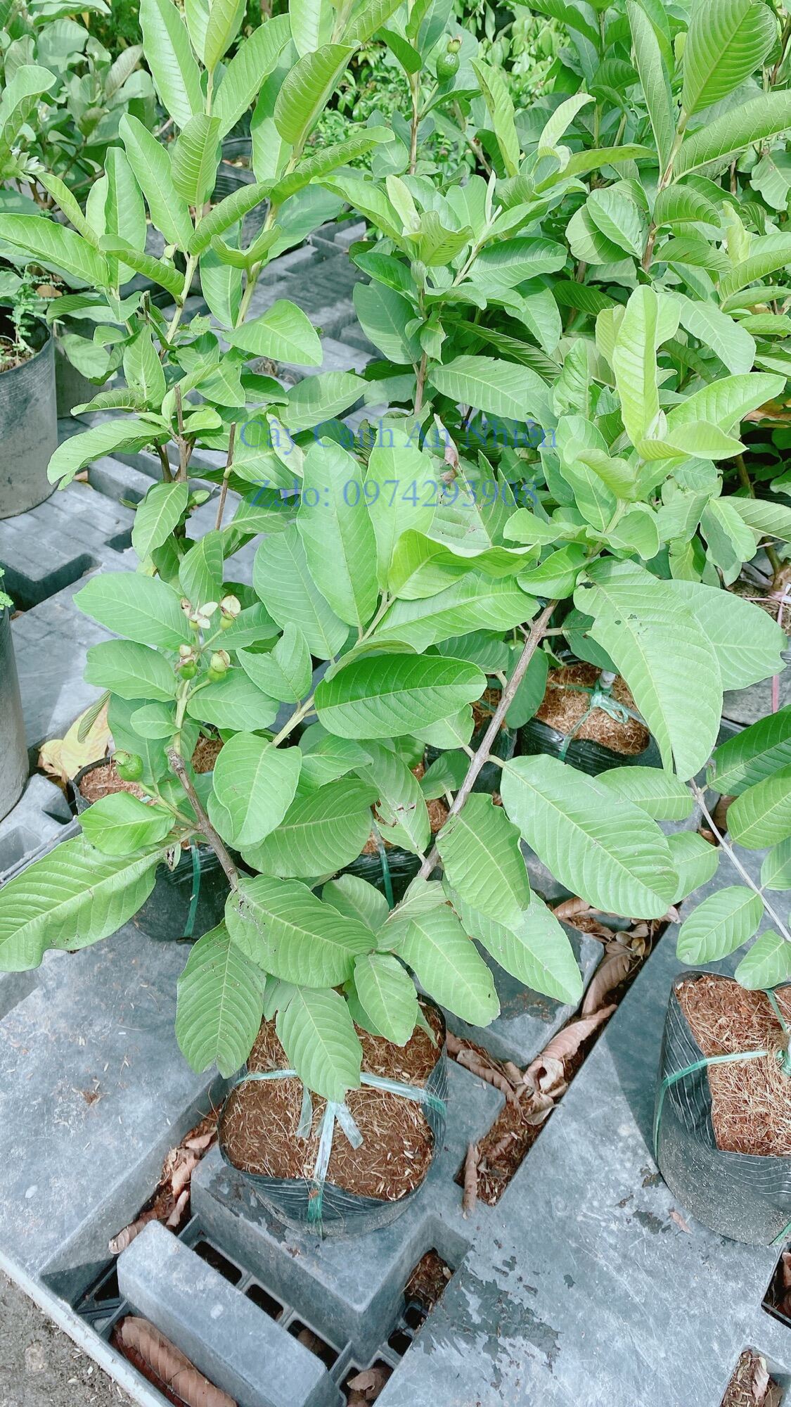 Cây ổi ruột đỏ