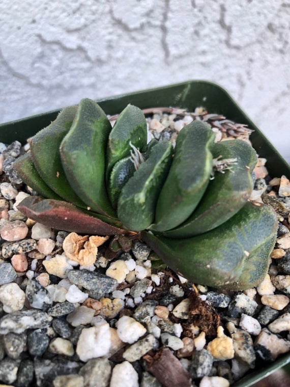 Sen Đá Haworthia Truncata