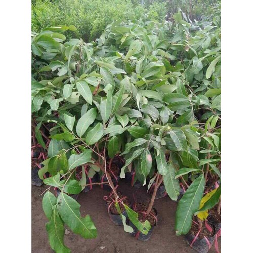 Nhãn hạt lép ido cây giống