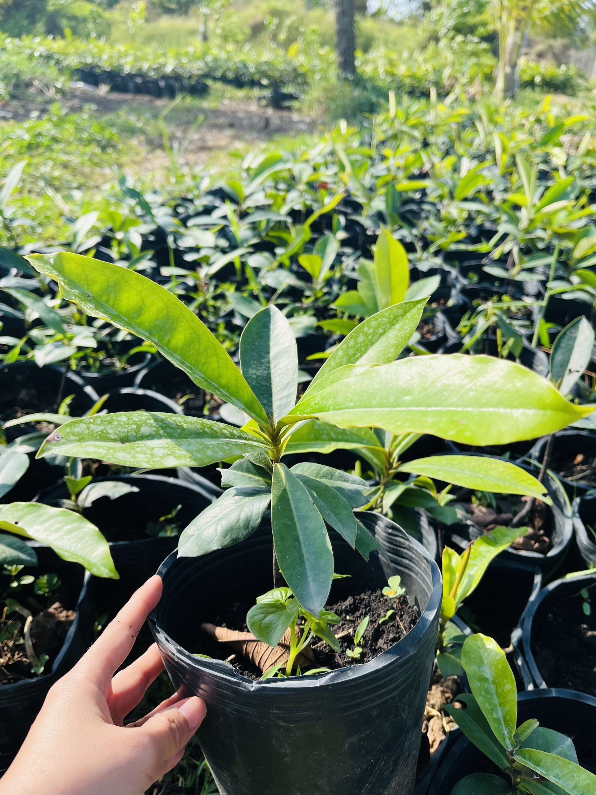 Cây giống hồng nhung 4-5 lá