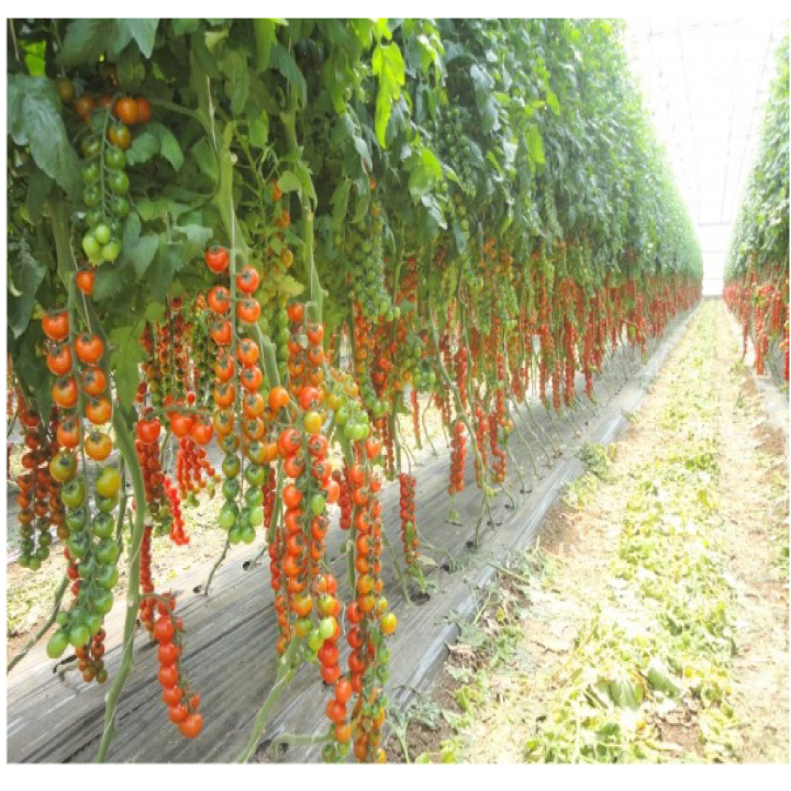 30 hạt giống cà chua chuỗi ngọc
