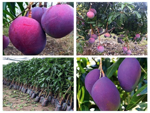 Cây XOÀI TÍM MIỀN NAM