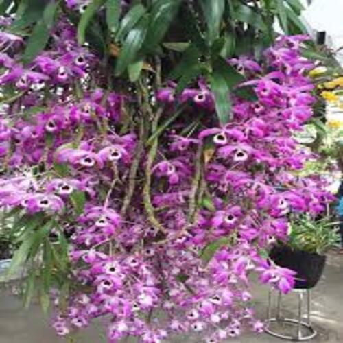 Chậu lan đùi gà hàng thuần lên chậu