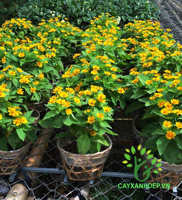 Hạt giống hoa cúc mặt trời - gói 50 hạt