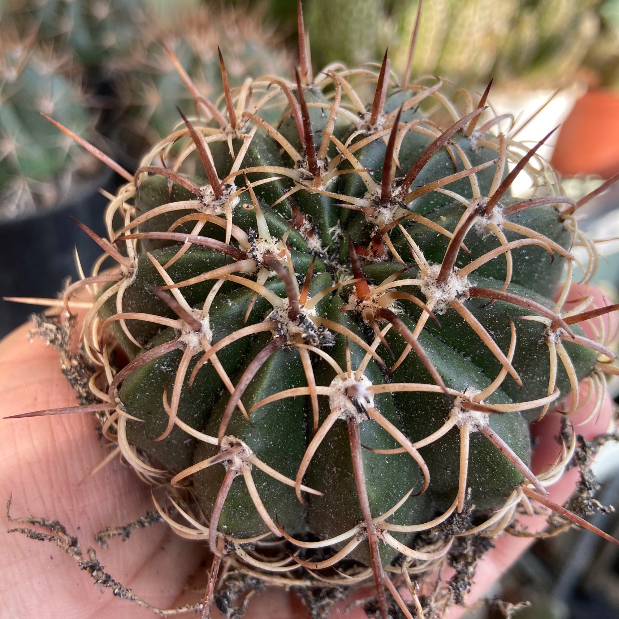 [HCM]Xương Rồng Gai Xoắn 6-7cm