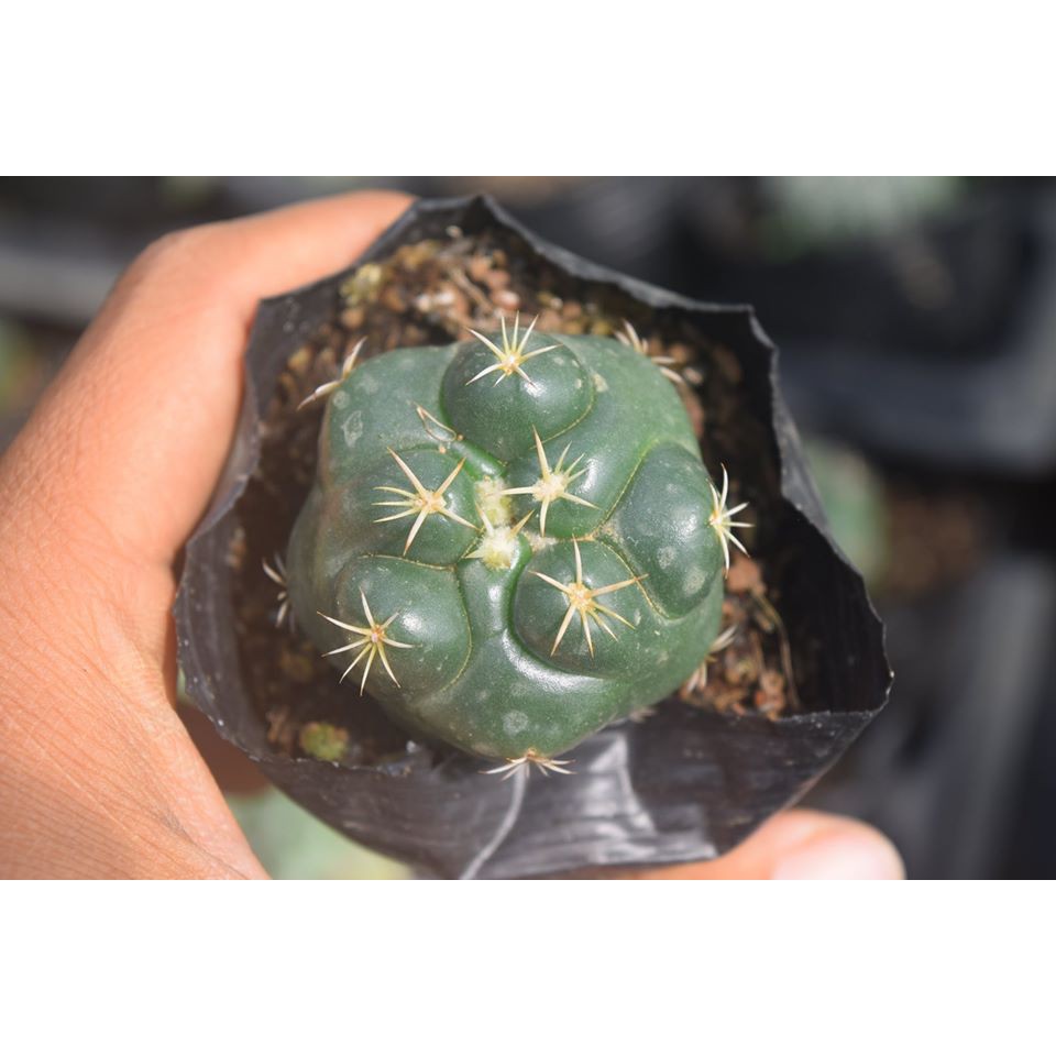 Xương Rồng Cory Hiếm