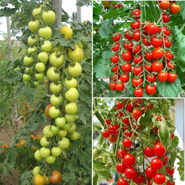 Hạt giống cà chua bi chùm ( cà chua bi chuỗi ngọc) gói 10 hạt