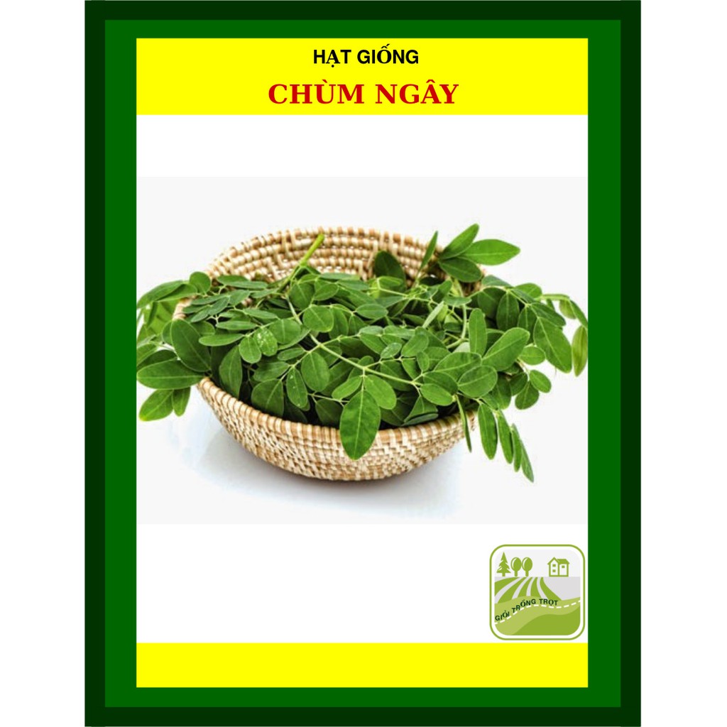 Hạt Giống Chùm Ngây 2 Gram