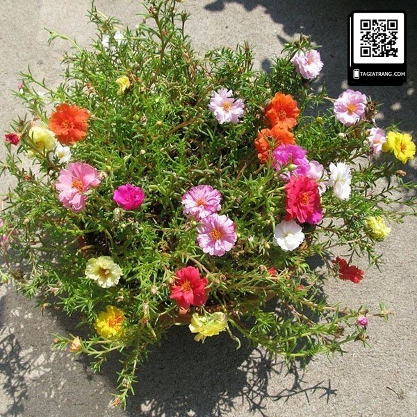 Hạt giống hoa mười giờ mix nhiều màu
