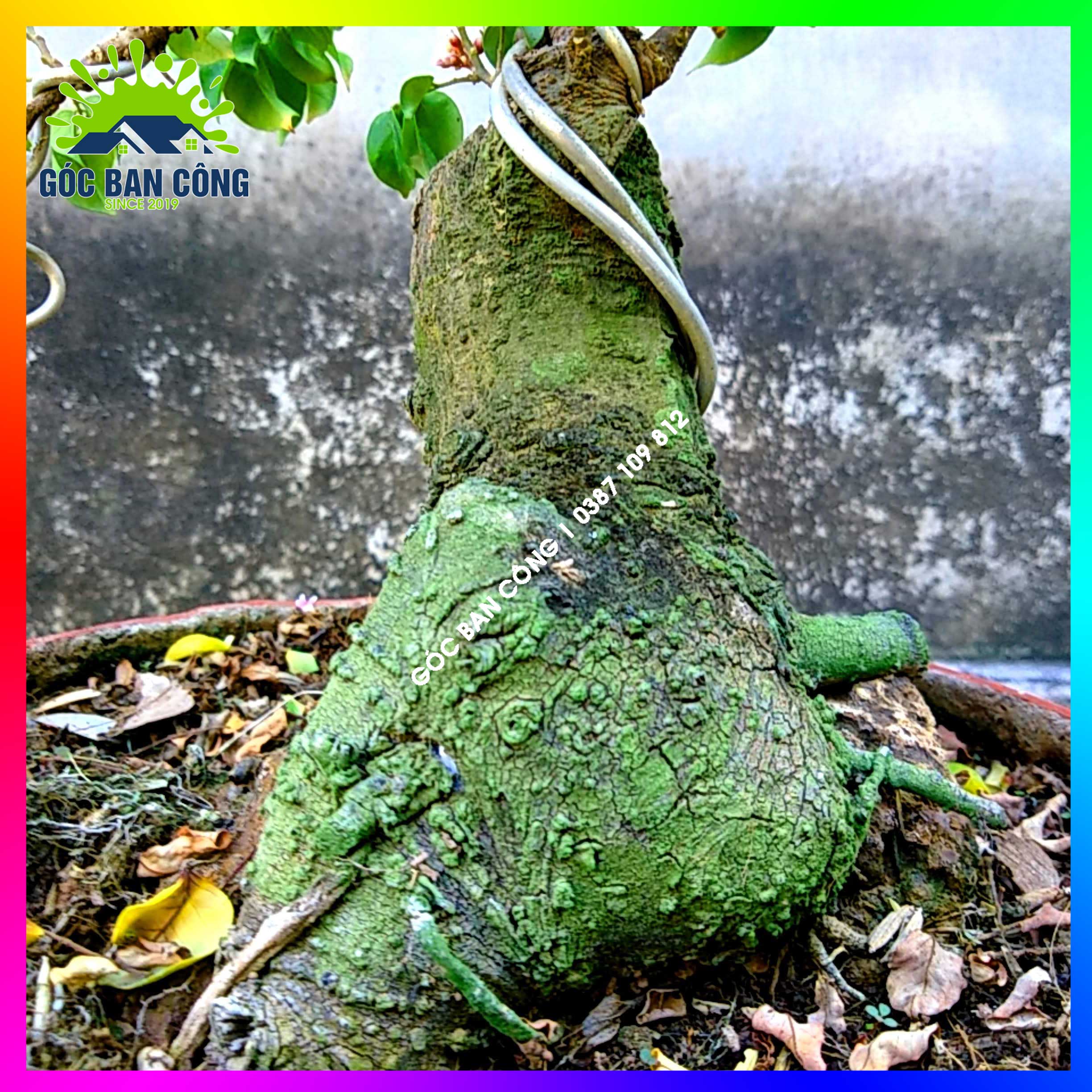 Cây Khế Bonsai Mini Gốc Quái - KBS18
