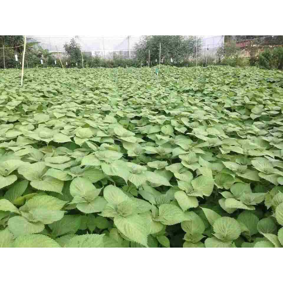 Hạt Giống Rau Thơm Mè Hàn Quốc (Lá Vừng) Dễ Trồng