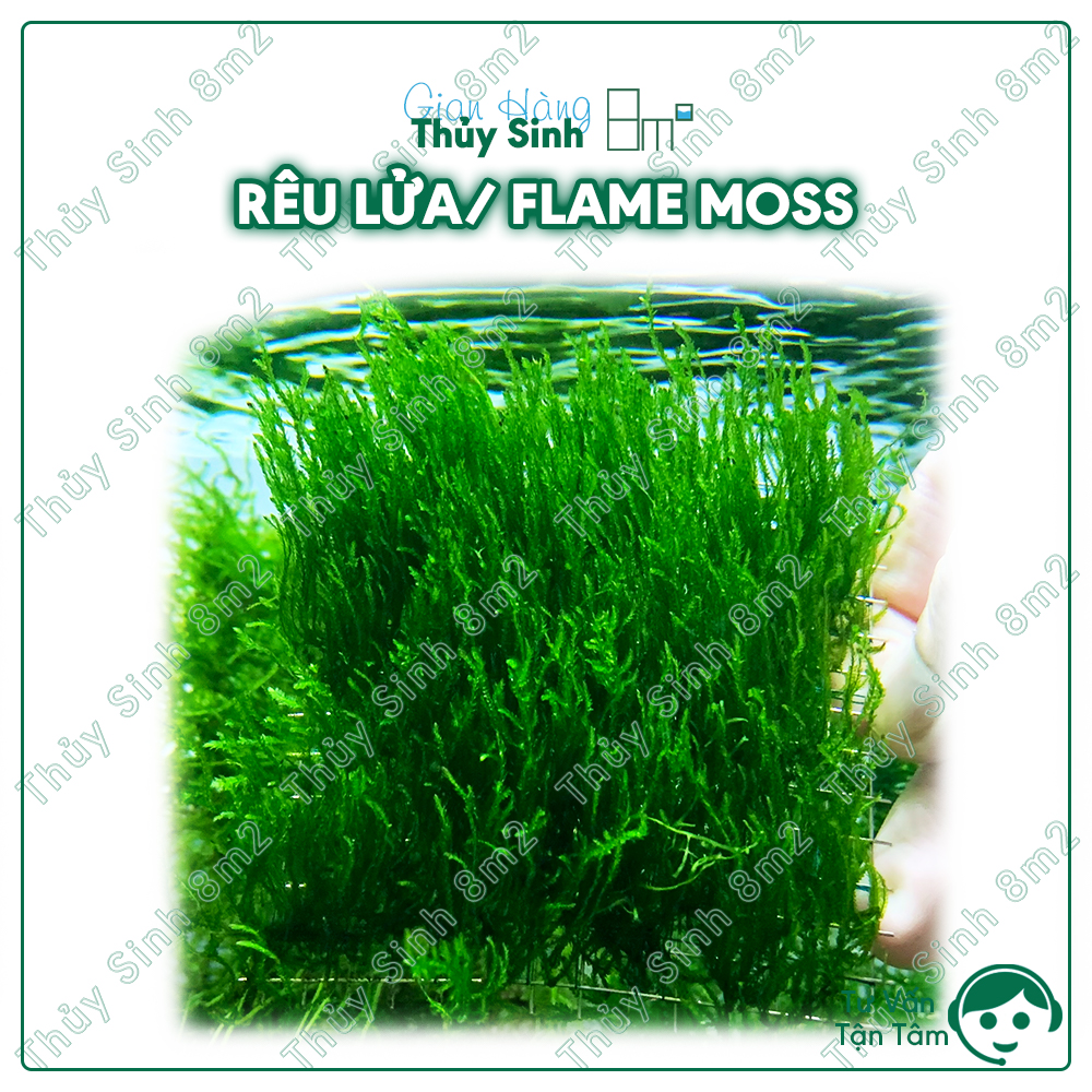 Vỉ rêu lửa/ rêu flame - rêu thủy sinh | gắn lũa, trang trí hồ tép - 8m2