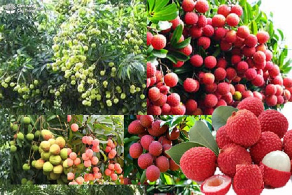 Cây VẢI THIỀU KHÔNG HẠT ghép bầu lớn, cây chuẩn siêu quả siêu ngon