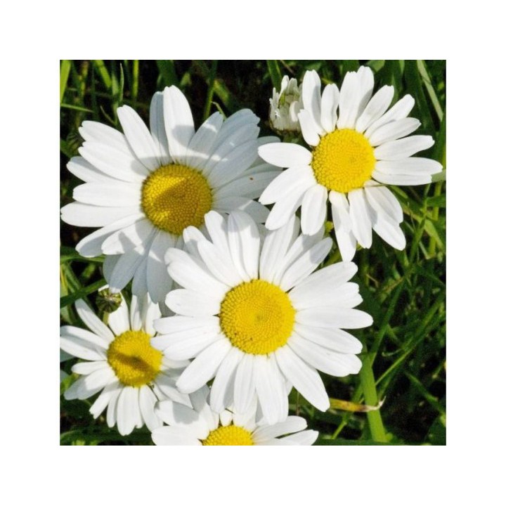 100H Hạt Giống Hoa Cúc Chi Trắng- 60Cm Shasta (Chrysanthemum)