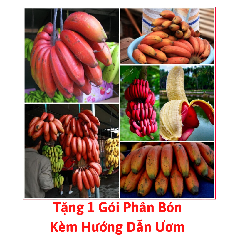 [Lấy mã giảm thêm 30%] Gói Hạt Giống Chuối Đỏ