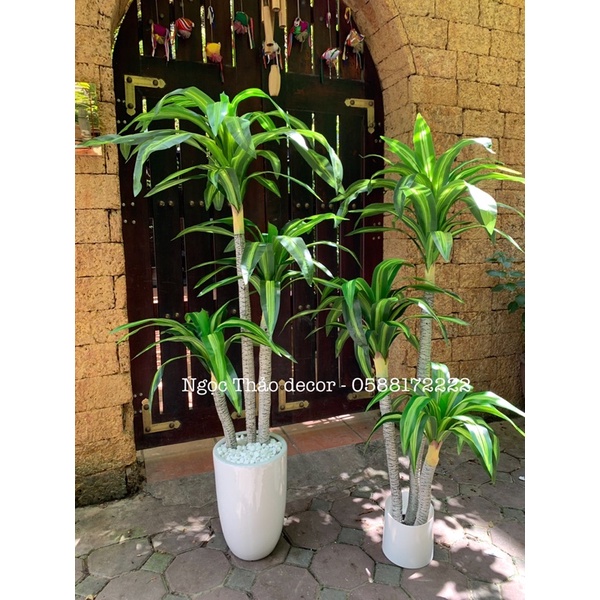 cây giả _ cây phát tài 1m6 _ Ngọc Thảo decor