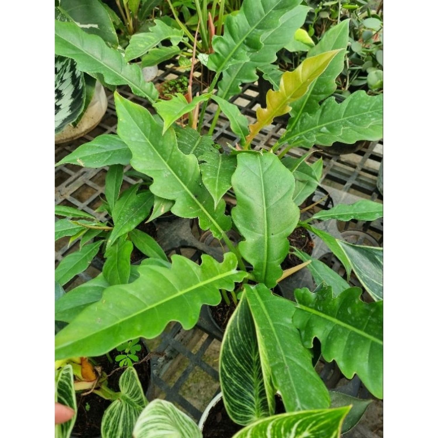 Cây philodendron ring of fire
