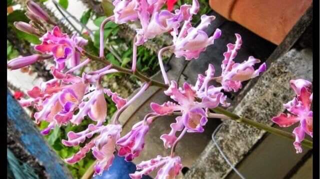 HOA LAN ỐNG ĐIẾU