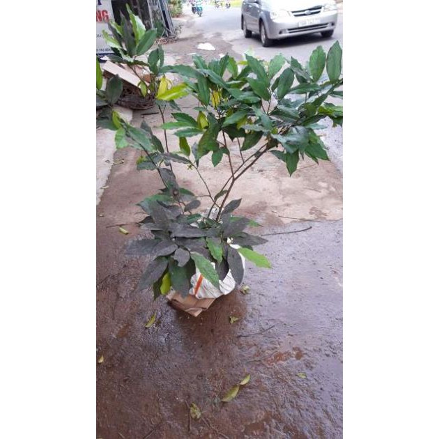sản phẩm CÂY HOA DẺ