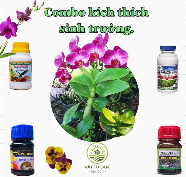 Combo kích thích sinh trưởng 4 sản phẩm cho Lan