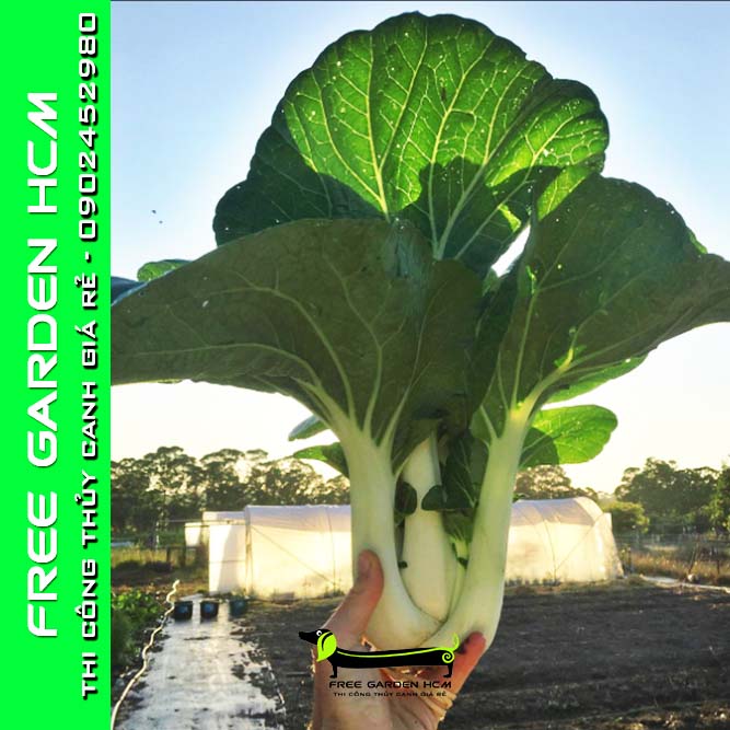 COMBO 1000 HẠT GIỐNG CẢI JOI CHOI - JOHNNYSEEDS