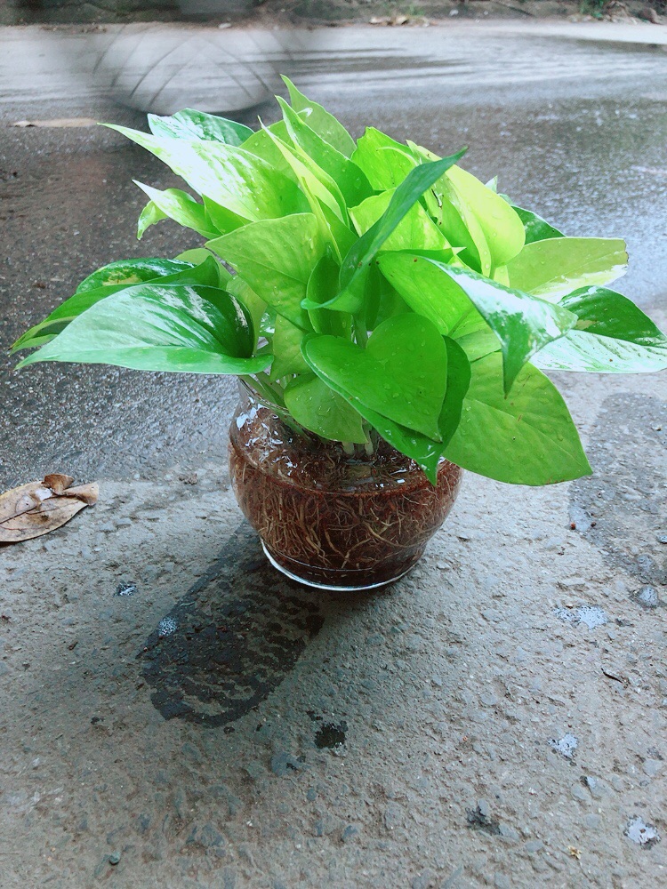 Trầu Bà Thái Vàng Thuỷ Sinh