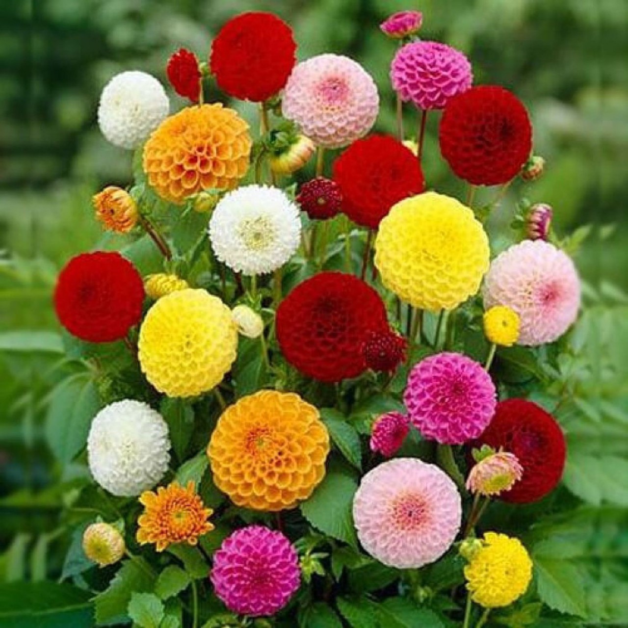 Hạt Giống Hoa Thược Dược Tổ Ong