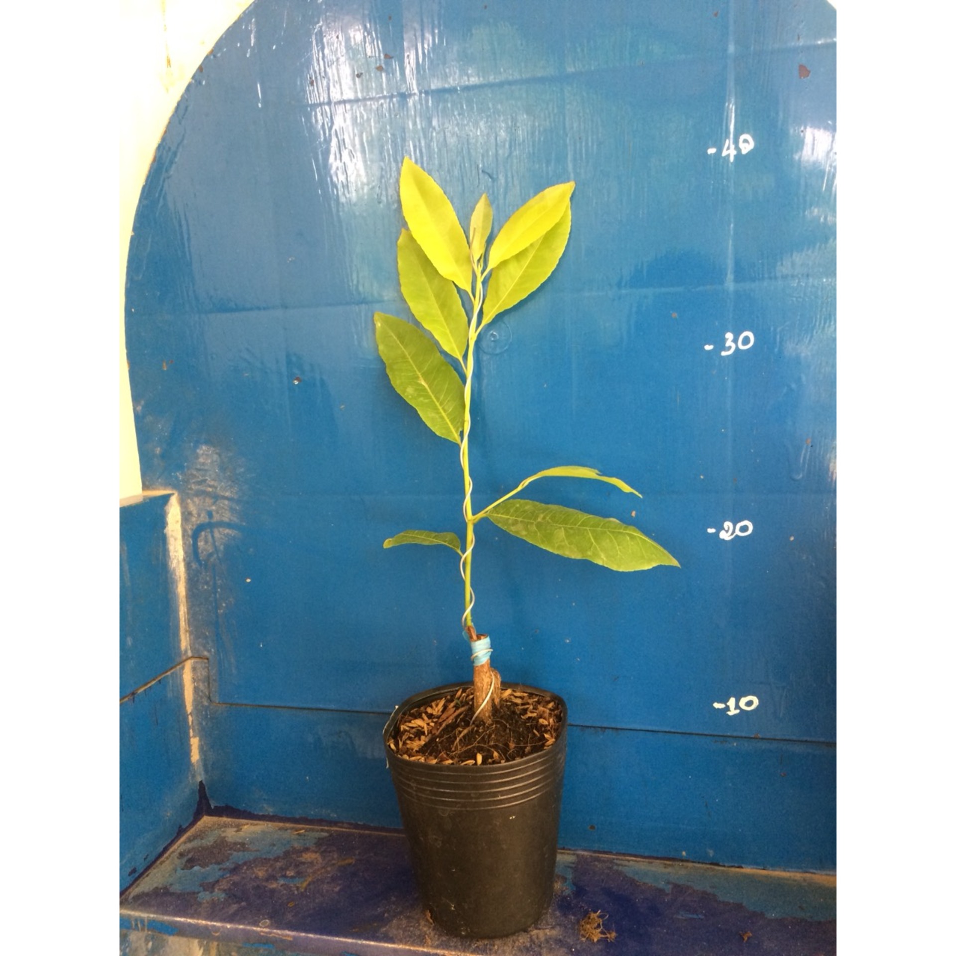 2 Cây Mai Lá Ngọc Cành Vàng Mini