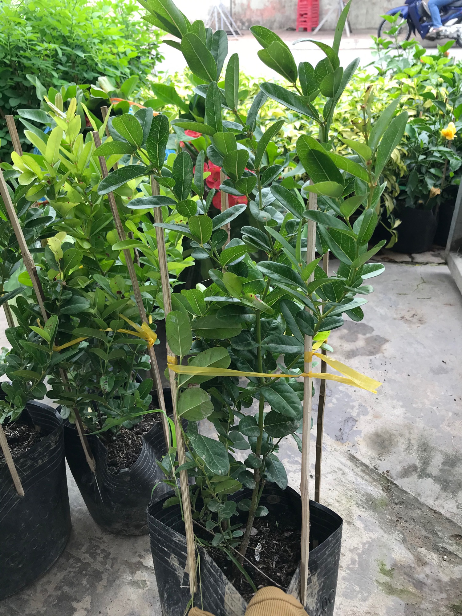 Cây siro + tặng phân bón cho cây