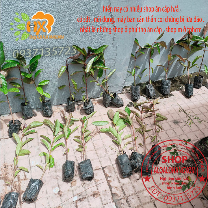 [HCM]COMBO 5 CÂY GÁO  VÀNG -CÂY GIỐNG