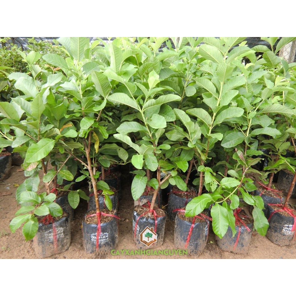 Cây Giống ổi không hạt MT1 (có bảo hành)