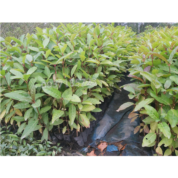 CÂY GÁO VÀNG -CÂY GIỐNG