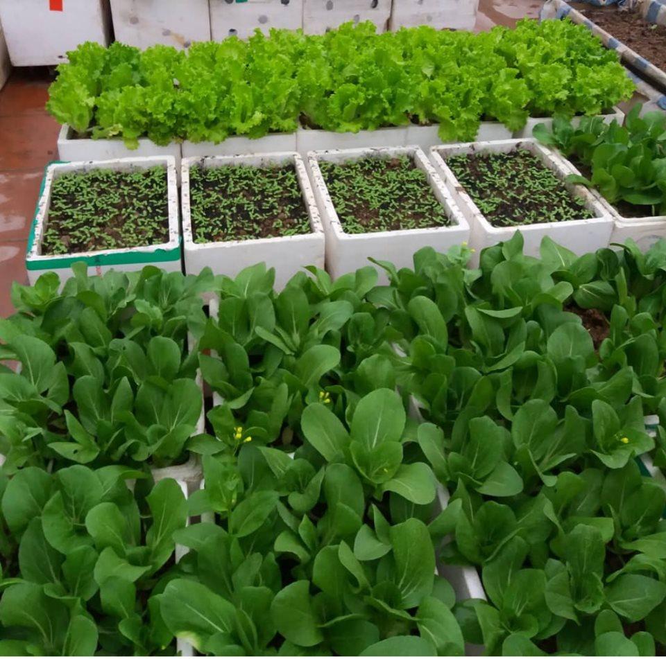 5KG Phân hữu cơ sinh học TRiMIx -N1